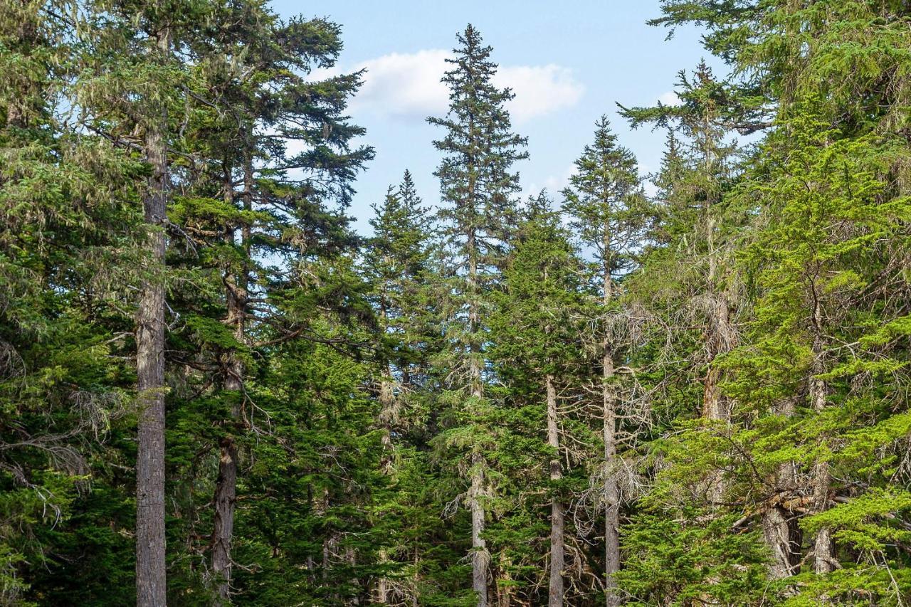 Vail Chalet Girdwood Ngoại thất bức ảnh